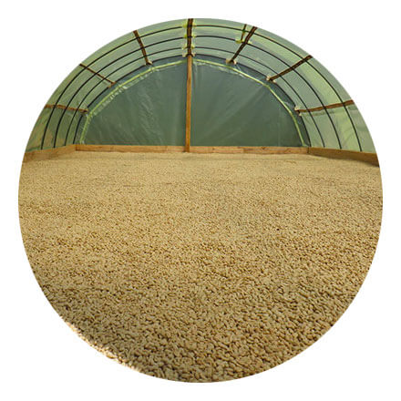 Unroasted Coffee Beans From Colombia 2oz