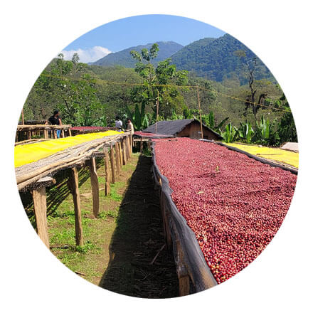 Ethiopian Nensebo Natural Coffee