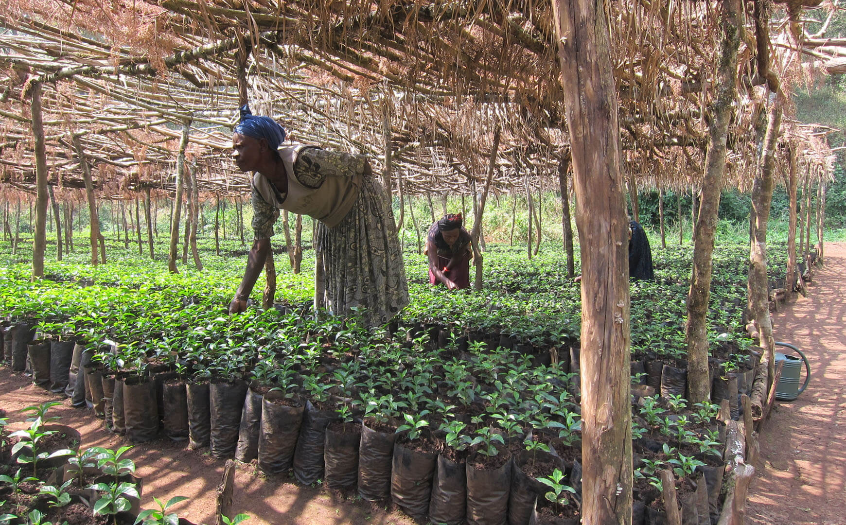 Lardera - Limu Ethiopia